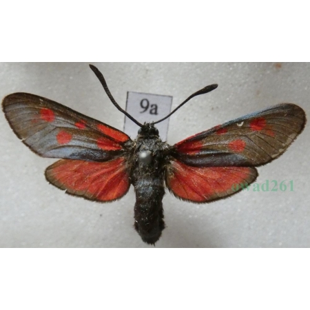 Zygaena loti (Denis & Schiffermüller, 1775) Kraśnik rogalik Deutschland9a